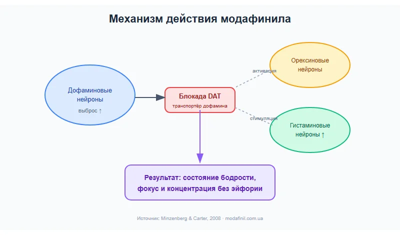 Дозировка модафинила — механизм действия: блокада DAT и активация орексиновых нейронов, схема