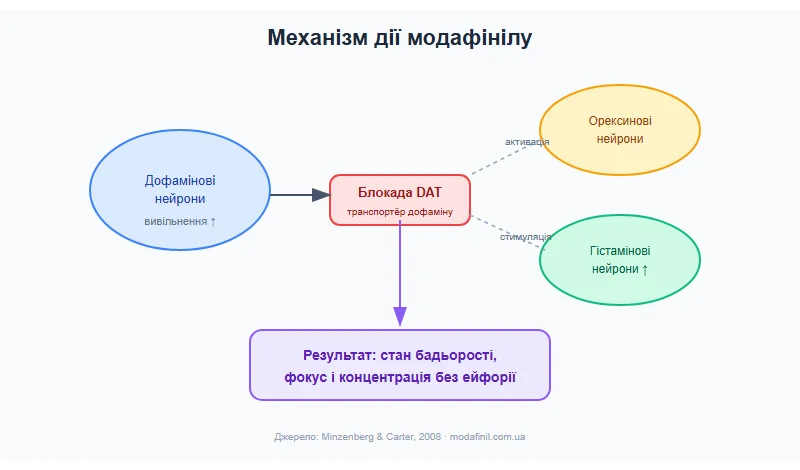 Дозування модафінілу — механізм дії: блокада DAT та активація орексинових нейронів, схема