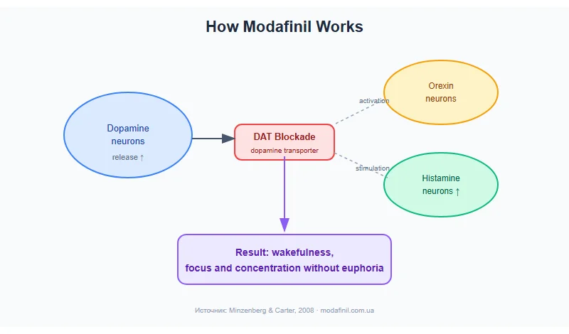 Modafinil dosage — mechanism of action: DAT blockade and orexin neuron activation diagram